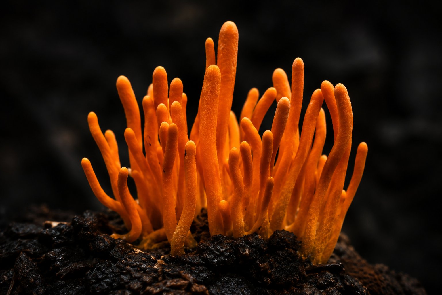Cordyceps and Athletic Performance: The VO2 Max Connection