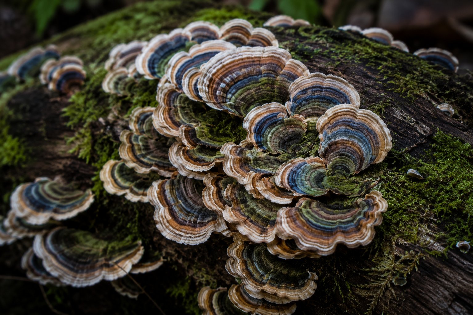 Turkey Tail, PSK, and the Gut-Immune Axis